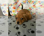 Small #2 Dachshund Mix