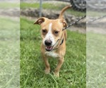 Small #1 Jack Russell Terrier Mix