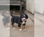 Puppy Ember Greater Swiss Mountain Dog
