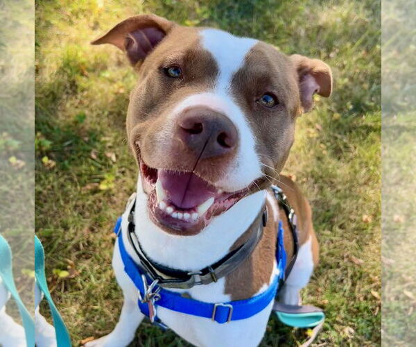 Medium Photo #15 American Pit Bull Terrier-Unknown Mix Puppy For Sale in Fargo, ND, USA