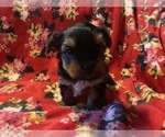 Small Photo #9 Yorkshire Terrier Puppy For Sale in JOHNSTON CITY, IL, USA