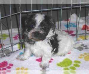 Medium Maltipoo