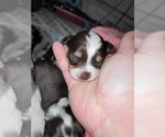 Small Photo #16 Miniature Australian Shepherd Puppy For Sale in ADAIR VILLAGE, OR, USA