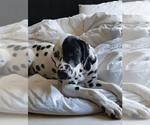 Small #4 Dalmatian
