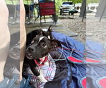 Small #5 Boston Terrier-Jack Russell Terrier Mix