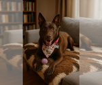 Small Labrador Retriever Mix