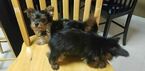 Small #27 Yorkshire Terrier