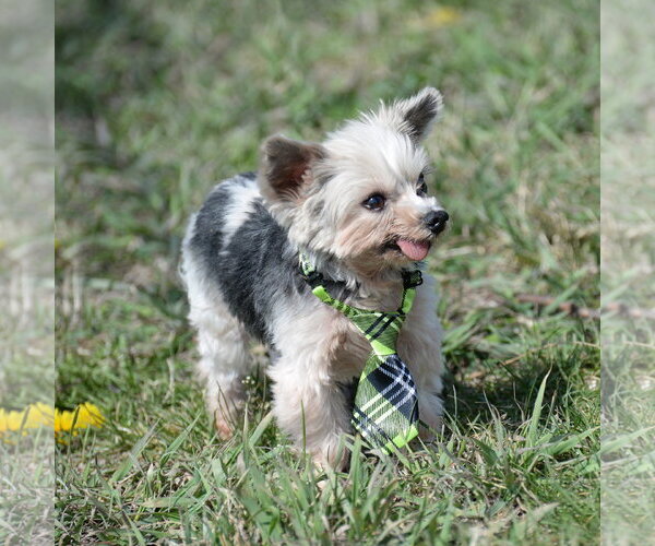 Medium Photo #18 Mutt Puppy For Sale in Gretna, NE, USA