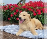 Small Photo #7 Golden Retriever Puppy For Sale in MILLERSBURG, IN, USA