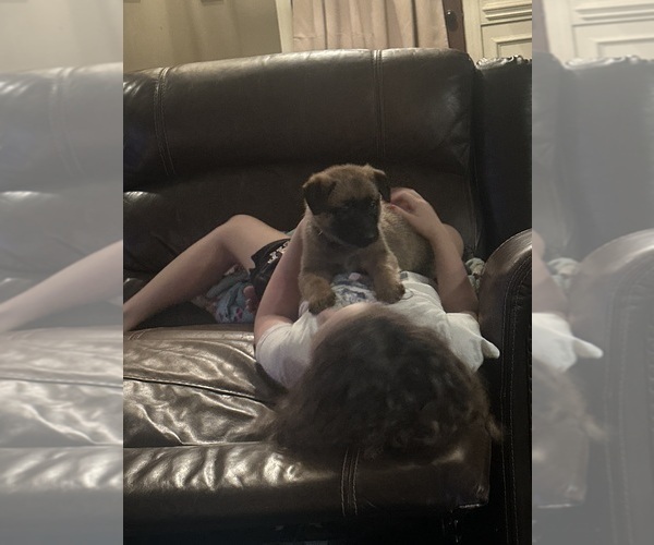 Medium Photo #25 Belgian Malinois Puppy For Sale in ATHENS, AL, USA