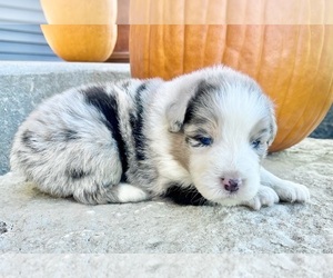 Australian Shepherd Puppy for sale in LODA, IL, USA