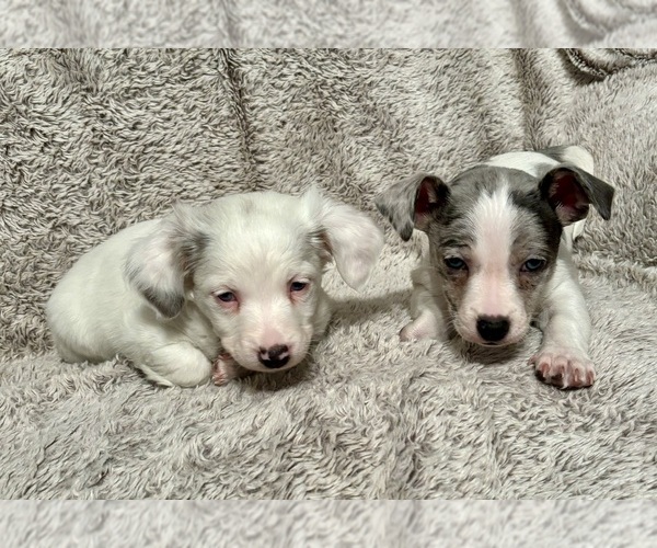 Medium Photo #1 Chiweenie Puppy For Sale in BURLINGTON TOWNSHIP, PA, USA