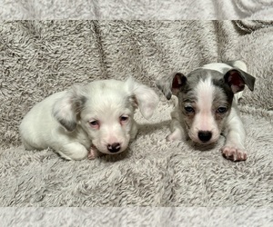 Jack Russell Terrier Puppy for sale in BURLINGTON TOWNSHIP, PA, USA