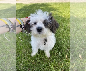 Shih-Poo-Shorkie Tzu Mix Puppy for sale in GRAND BLANC, MI, USA