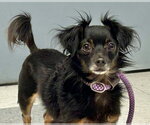 Small #8 Chiweenie