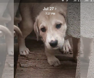 German Shepherd Dog-Schnauzer (Standard) Mix Puppy for sale in JONESBORO, GA, USA