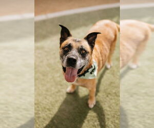 German Shepherd Dog-Unknown Mix Dogs for adoption in Las Vegas, NV, USA