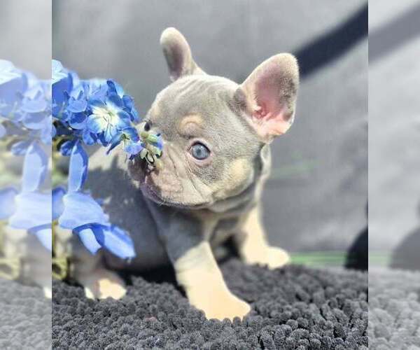 Medium Photo #9 French Bulldog Puppy For Sale in BOSTON, KY, USA