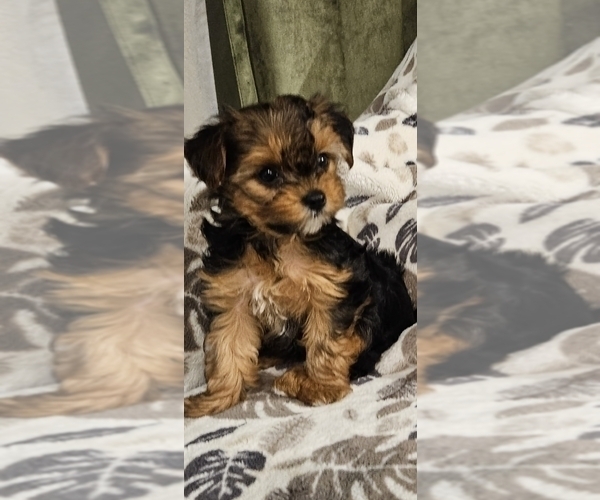 Medium Photo #1 Yorkshire Terrier Puppy For Sale in SALEM, OR, USA