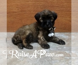 Whoodle Puppy for sale in OVERGAARD, AZ, USA