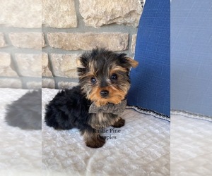 Yorkshire Terrier Puppy for sale in WEST PLAINS, MO, USA