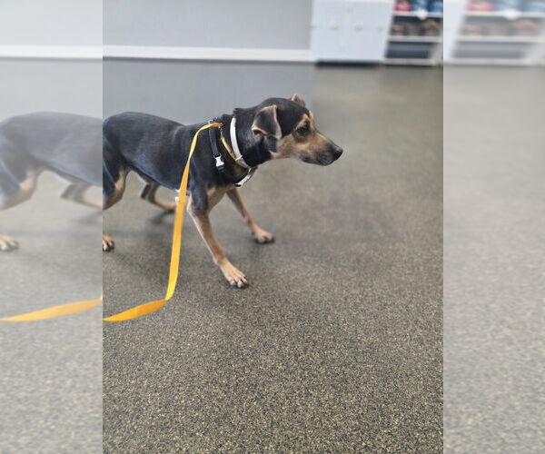 Medium Photo #3 Miniature Pinscher-Unknown Mix Puppy For Sale in Aurora, IN, USA