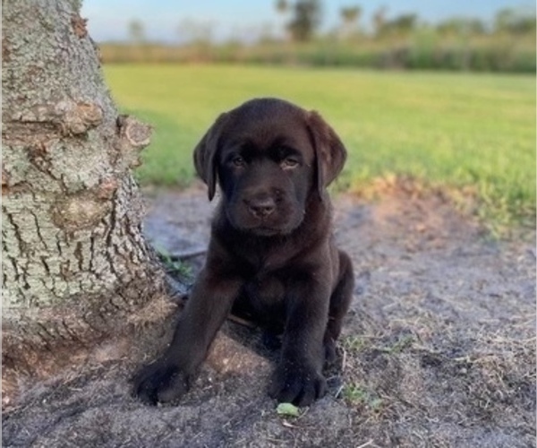Medium Photo #4 Labrador Retriever Puppy For Sale in FORT PIERCE, FL, USA