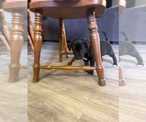 Mutt Dogs for adoption in Holly Springs, NC, USA