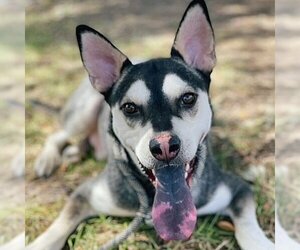 Siberian Husky-Unknown Mix Dogs for adoption in Omaha, NE, USA