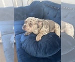 Small Photo #10 French Bulldog Puppy For Sale in OAKLAND, CA, USA