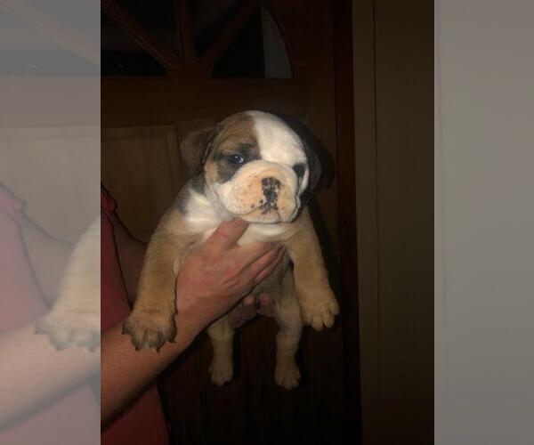 Medium Photo #3 English Bulldog Puppy For Sale in SPENCER, TN, USA
