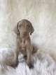 Small Photo #1 Weimaraner Puppy For Sale in KILLBUCK, OH, USA