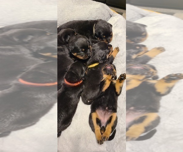 Medium Photo #2 Rottweiler Puppy For Sale in SAN BERNARDINO, CA, USA