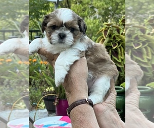 Shih Tzu Puppy for Sale in OLATHE, Kansas USA