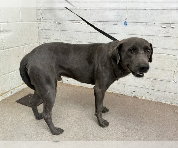 Medium Photo #1 Labrador Retriever-Unknown Mix Puppy For Sale in San Bernardino, CA, USA