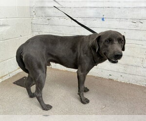 Labrador Retriever-Unknown Mix Dogs for adoption in San Bernardino, CA, USA