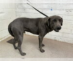 THUNDER - Male Labrador Retriever-Unknown Mix Dog for Adoption - Small photo