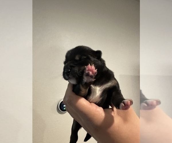 Medium Photo #6 Shiba Inu Puppy For Sale in CHINO, CA, USA