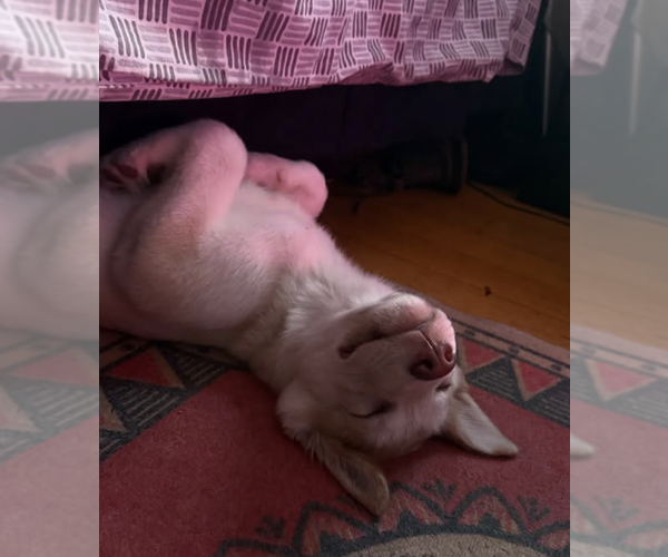 Medium Photo #5 Huskies -Unknown Mix Puppy For Sale in Brooklyn, NY, USA