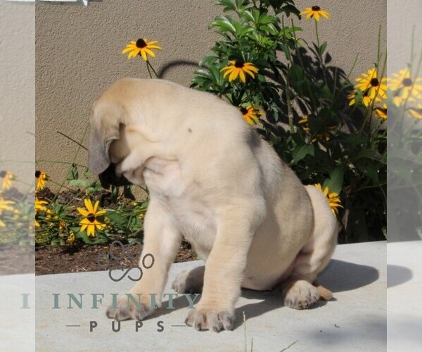 Medium Photo #3 Mastiff Puppy For Sale in RED LION, PA, USA