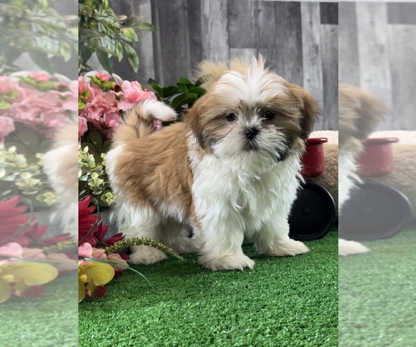 Medium Photo #6 Shih Tzu Puppy For Sale in CANOGA, NY, USA
