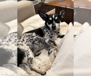 Chihuahua-Unknown Mix Dogs for adoption in Rockville, MD, USA