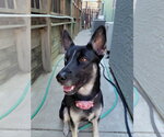 Small #2 German Shepherd Dog