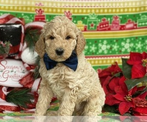 Poodle (Standard) Puppy for sale in LANCASTER, PA, USA
