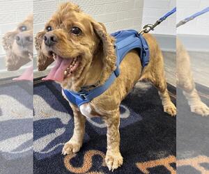Dakota - Male Cocker Spaniel Dog for Adoption - Photo #4