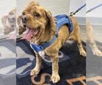 Small #3 Cocker Spaniel