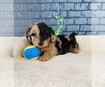 Small YorkiePoo