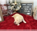 Small Photo #4 Saint Berdoodle Puppy For Sale in QUEEN CREEK, AZ, USA