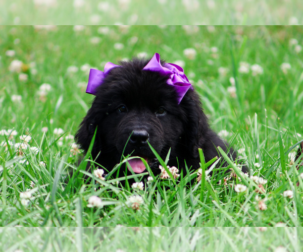 Medium Photo #4 Newfoundland Puppy For Sale in HENDERSONVILLE, NC, USA