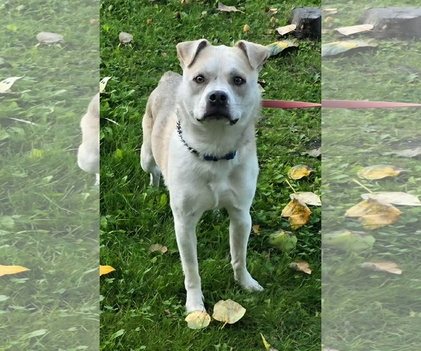 Medium Photo #1 Beagle-Siberian Husky Mix Puppy For Sale in Anchorage, AK, USA